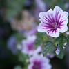 constantinearts > DSC_6343