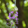 constantinearts > DSC_6622
