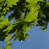 constantinearts > DSC_2272