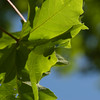 constantinearts > DSC_2274